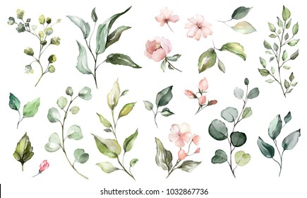 Big Set watercolor elements - wildflowers, herbs, leaf. collection garden and wild, forest herb, flowers, branches.  illustration isolated on white background, exotic  leaf. Botanic