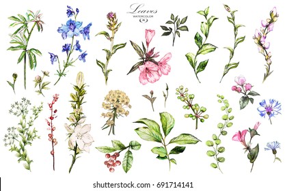Big Set watercolor elements - wildflowers, herbs, leaf. Botanic, collection garden and wild, forest herb, flowers, branches.  illustration isolated on white background, exotic  leaf. Berry