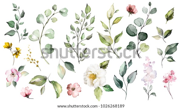 Big\
Set watercolor elements - wildflowers, herbs, leaf. collection\
garden and wild, forest herb, flowers, branches.  illustration\
isolated on white background, exotic  leaf.\
Botanic