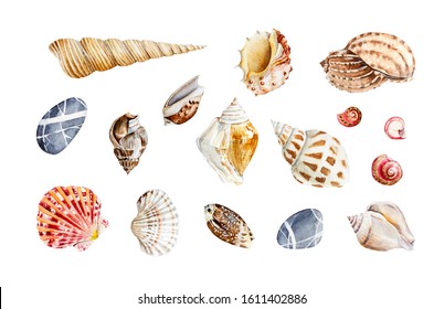 Big Set Of Watercolor Sea Shells On White Background