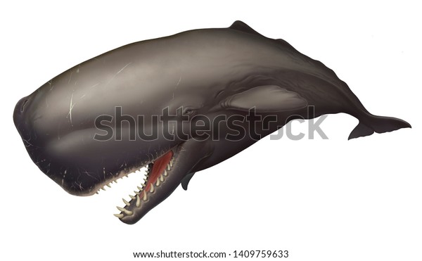 大きなマッコウクジラのリアルなイラスト 口を開け 鋭い大きな歯を持つ巨大なマッコウクジラ のイラスト素材