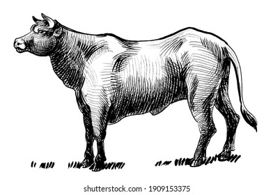 Big Strong Standing Bull. Ink Black And White Drawing