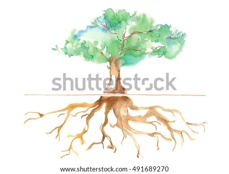 Big tree and root