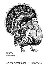 Big Turkey Bird Black Pen Hand Drawing