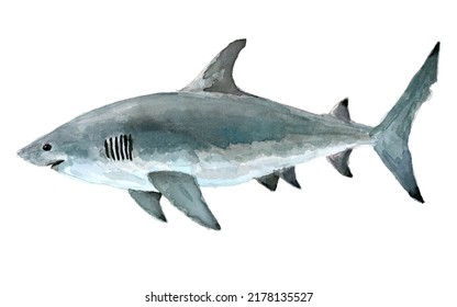 Big White Shark Whatercolor Painting