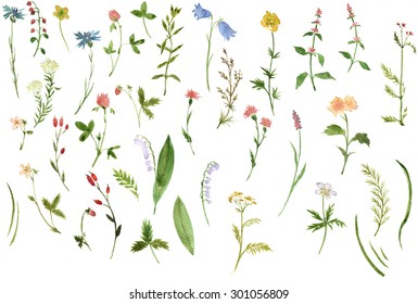 Biggest set watercolor drawing herbs   flowers  artistic painting floral elements  hand drawn illustration