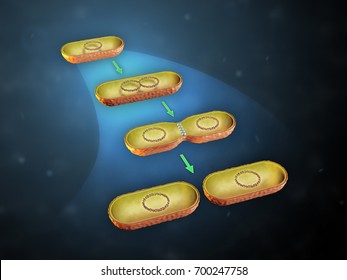 Binary Fission In Bacteria. 3D Illustration.