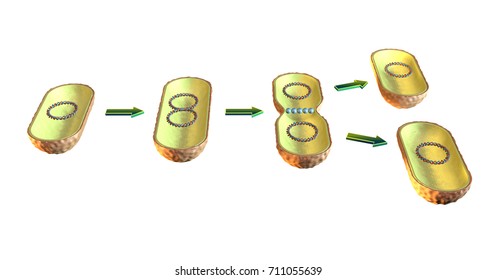 Binary Fission In Bacteria. 3D Illustration On White Background.