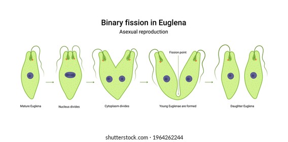 Euglena On Microscope Images Stock Photos Vectors Shutterstock