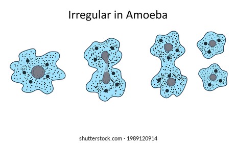 Binary Fission ( Irregular In Amoeba)