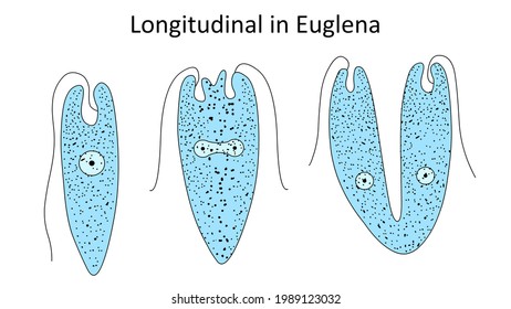 Binary Fission (Longitudinal In Euglena)