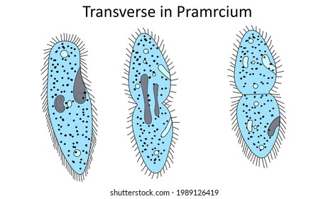 Binary Fission (Transverse In Pramrcium)