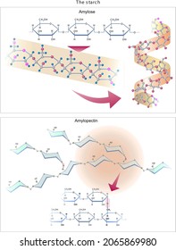 starch structure amylose and amylopectin