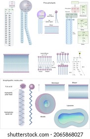 Biochemistry, Biomolecules. Lipids: Phospholipids, Membrane Phospholipids,amphipatic Molecules.