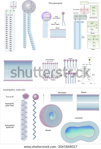 Biochemistry Biomolecules Lipids Phospholipids Membrane ...