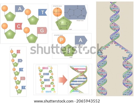 Biochemistry. Nucleic acids. Structure, formation and three-dimensional models of the deoxyribonucleic acid (DNA) molecule Imagine de stoc © 
