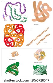 Biochemistry. Proteins. Complex proteins. Hemoglobin, myoglobin. Structure of human, pig and cow insulin.