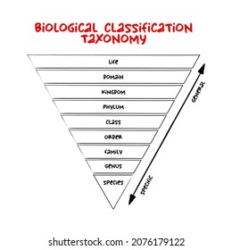 Biological Classification Taxonomy Rank - Relative Level Of A Group Of Organisms (a Taxon) In A Taxonomic Hierarchy, Education Concept For Presentations And Reports