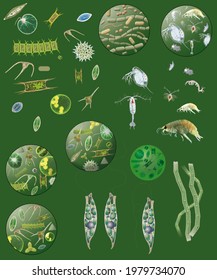 Biology, Examples Of Animal And Plant Organisms Present In Marine Plankton. Zooplankton And Phytoplankton.