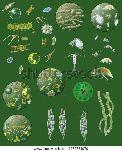 Biology, Examples of\
animal and plant organisms present in marine plankton. Zooplankton\
and\
phytoplankton.