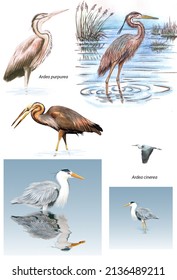 Biology Ornithology Birds Examples Different Species Stock Illustration ...