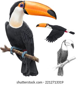 Biology. Ornithology. The Birds. Examples Of Different Species Of Picidaes. Tucans. Ramphastos Toco