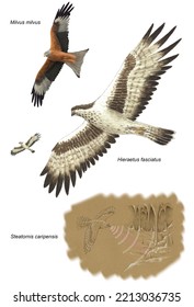 Biology. Ornithology. The Birds. Examples Of Different Species Of Diurnal Raptors. The Genders: Milvus, Hieraetus And A Caprimulgidae, Steatornis