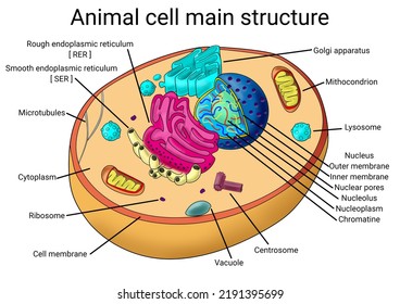 Biology Study Animal Cell Structure Diagram