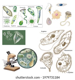 Unicellular High Res Stock Images Shutterstock