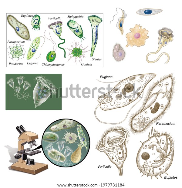 Biology Unicellular Eukaryotic Organisms Protozoa Various Stock Illustration 1979731184 