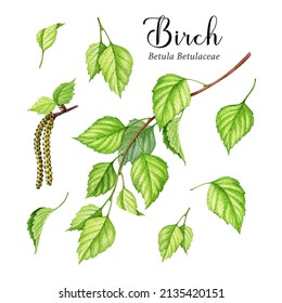 Birch Tree Green Leaves And Catkins Set. Watercolor Realistic Illustration. Spring Lush Birch Leaf, Branch, Catkins Collection. Forest And Park Tree Element. White Background