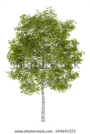 Birch Tree Isolated On White Background Stock Illustration 144645323