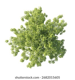 Birch tree top view isolated transparent background 3d rendering
