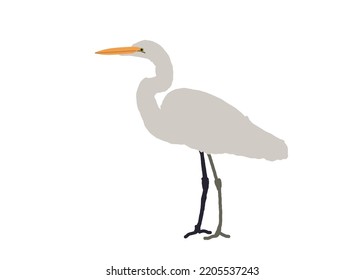 Bird Ardeidae Leach Chordata Design