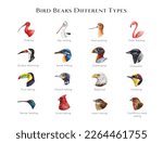 Bird beaks different types illustration set. Hand drawn various bird beak chart sorted by feeding type. Beautiful birds with different bills. Big colorful table for nature study, teaching, explore