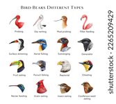 Bird beaks different types illustration set. Hand drawn various bird beak set sorted by feeding type. Beautiful birds with different bills collection. Big colorful table for nature study, teaching