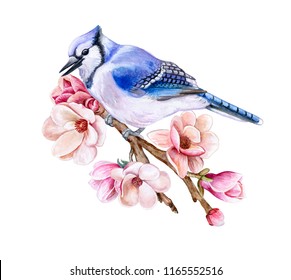 Bird Blue Jay Sitting On A Flowering Spring Branch Isolated On White Background. Bird On A Blooming Spring Branch Magnolia Flowers. Watercolor. Illustration. Template. Clipart. Hand Drawing. Clip Art.