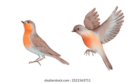 Bird with brown and gray Feathers and orange breast in two Poses. Hand drawn watercolor illustration on a white background. Ideal for nature designs, greeting cards, posters and decorative art.