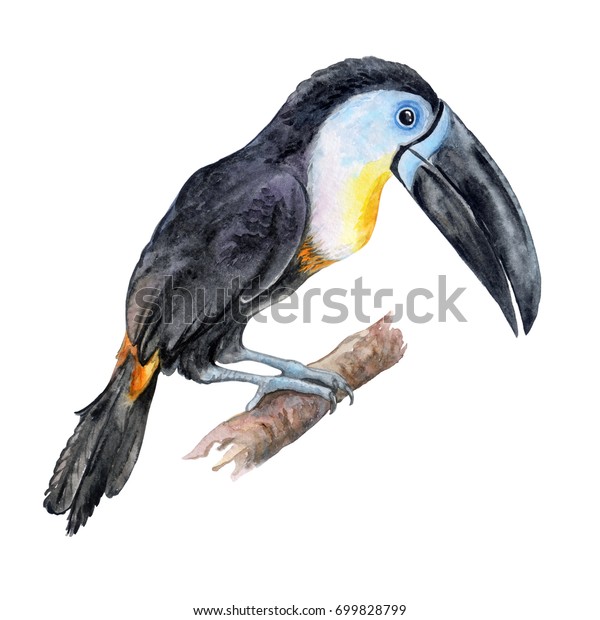 Vogel Kanal Gekabelter Toukan Einzeln Auf Weissem Hintergrund Stockillustration