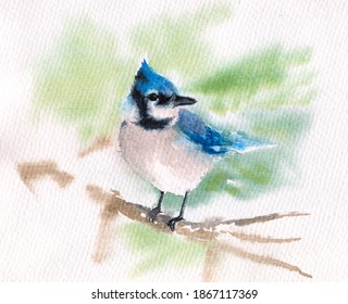 Blue Jay Drawing Images Stock Photos Vectors Shutterstock