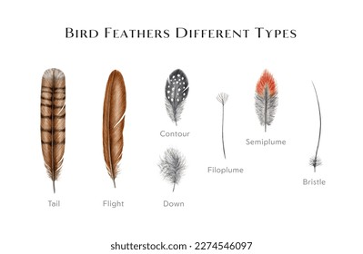 Bird feather types set. Watercolor illustration. Various bird feather style collection. Flight, tail, down, contour semiplume feathers. Avian plumage study table