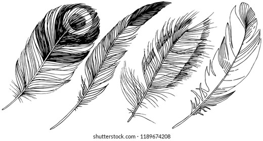  bird feather from wing isolated. Isolated illustration element. feather for background, texture, wrapper pattern, frame or border.