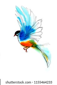  Bird hovering Watercolor Illustration. Freehand ink lines drawing on white background.