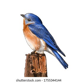 Bird Illustration. Eastern Bluebird Illustration.