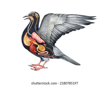 Bird inner anatomy scheme. Watercolor hand drawn illustration. Bird internal organs anatomy scheme. Crop, heart, stomach, gizzard, liver, brain - inner avian organs