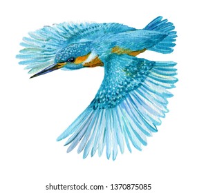 Bird Kingfisher Illustration Watercolor
