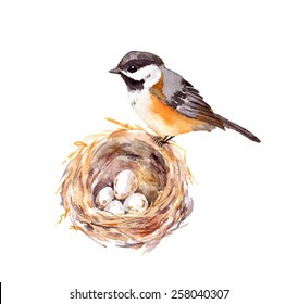 Bird At Nest With Eggs. Watercolor Illustration