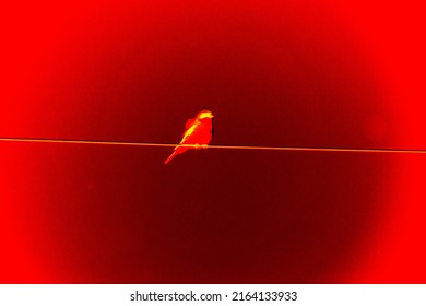 Bird On A Wire. Illustration Of Thermal Image