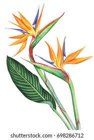 Bird of Paradise flowers isolated on white background. Hand drawn watercolor illustration.