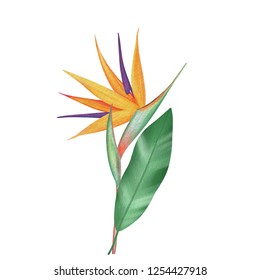 Bird Of Paradise, Strelitzia Flower In Watercolor Style